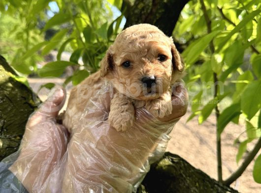 Tea Cup Toy Poodle Yavrularimiz görsel