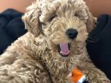Toy Poodle
