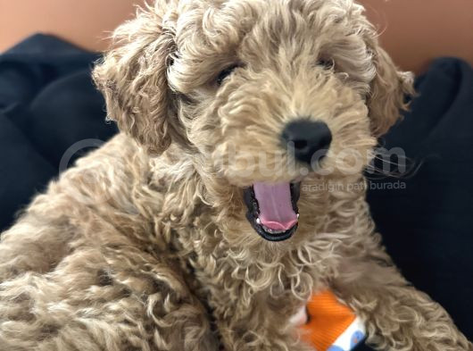 Toy Poodle görsel
