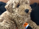 Toy Poodle