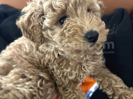 Toy Poodle görsel