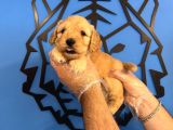 Irk Garanti̇li̇ Malti̇poo Yavrularimiz