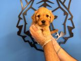 Irk Garanti̇li̇ Malti̇poo Yavrularimiz