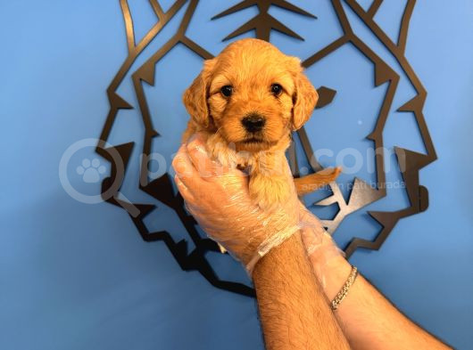 Irk Garanti̇li̇ Malti̇poo Yavrularimiz görsel
