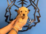 Irk Garanti̇li̇ Malti̇poo Yavrularimiz