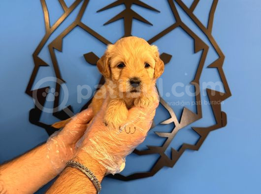 Irk Garanti̇li̇ Malti̇poo Yavrularimiz görsel