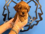 Gülen Yüz Red Malti̇poo Yavrulari