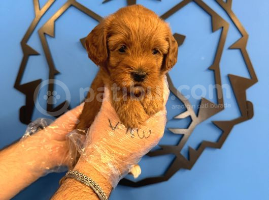Gülen Yüz Red Malti̇poo Yavrulari görsel