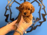 Gülen Yüz Red Malti̇poo Yavrulari