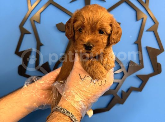 Gülen Yüz Red Malti̇poo Yavrulari görsel