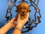 GÜLEN YÜZ RED MALTİPOO YAVRULARI