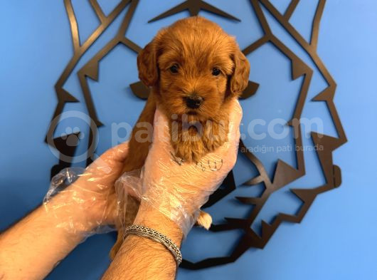 GÜLEN YÜZ RED MALTİPOO YAVRULARI
