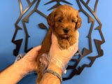 Gülen Yüz Red Malti̇poo Yavrulari