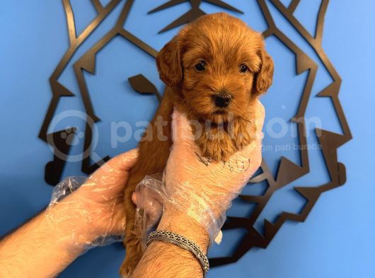 Gülen Yüz Red Malti̇poo Yavrulari görsel