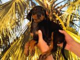 KING DOBERMAN YAVRULARIMIZ HAZIRDIR
