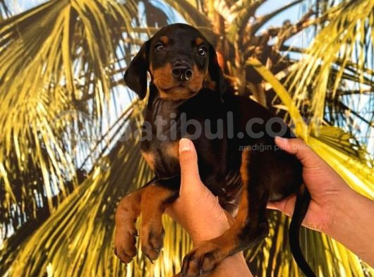KING DOBERMAN YAVRULARIMIZ HAZIRDIR