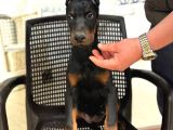 King Doberman Yavrularimiz Hazirdir
