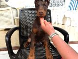 King Doberman Yavrularimiz Hazirdir