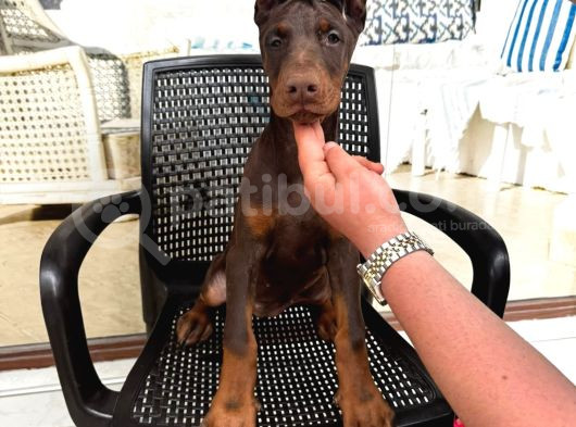 King Doberman Yavrularimiz Hazirdir görsel