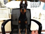 King Doberman Yavrularimiz Hazirdir
