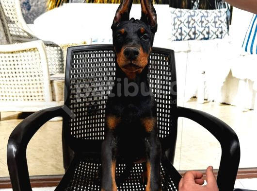 King Doberman Yavrularimiz Hazirdir görsel