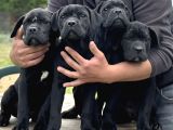 Üst kalite DEV cane corso dişi bebekler