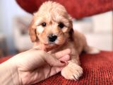 Maltipoo bebeğim