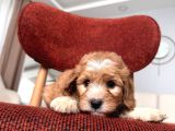 Kahve Beyaz Maltipoo
