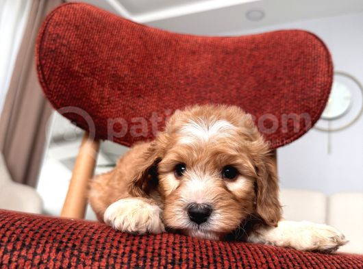 Kahve Beyaz Maltipoo görsel