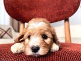 Kahve Beyaz Maltipoo