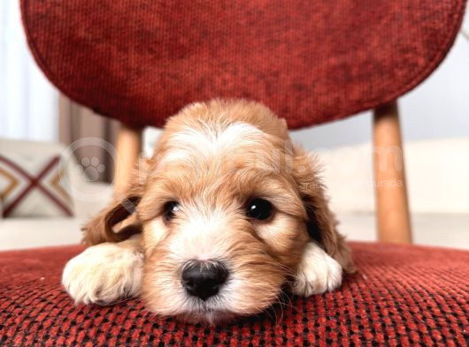 Kahve Beyaz Maltipoo görsel