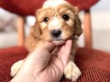 Kahve Beyaz Maltipoo