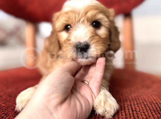 Kahve Beyaz Maltipoo görsel