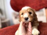 Kahve Beyaz Maltipoo