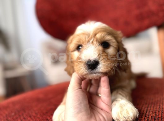 Kahve Beyaz Maltipoo görsel