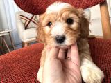 Kahve beyaz maltipoo