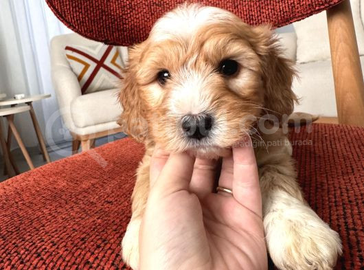 Kahve Beyaz Maltipoo