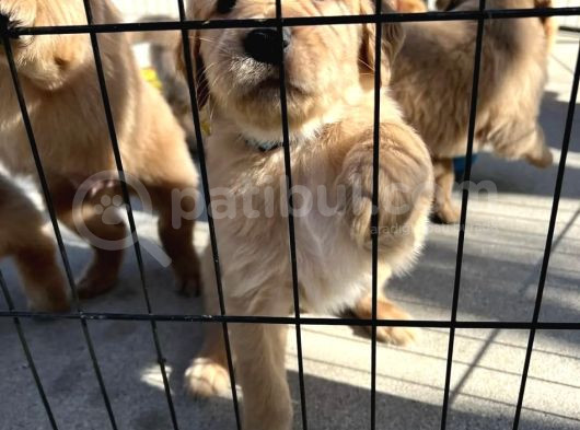 Si̇tedeki̇ En Kali̇teli̇ Golden Yavrulsr görsel