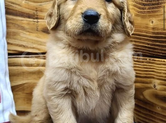 Topaç Gi̇bi̇ Golden Yavrular görsel