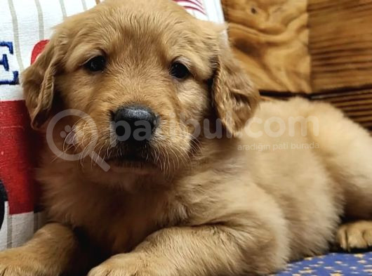 Topaç Gi̇bi̇ Golden Yavrular görsel