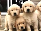 SİTEDEKİ EN KALİTELİ GOLDEN YAVRULSR