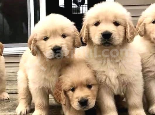 SİTEDEKİ EN KALİTELİ GOLDEN YAVRULSR