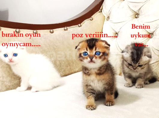 Aslan Parçasi görsel
