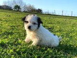 2 Aylık Dişi Maltipoo Yavrumuz Sevgi Dolu Yuvayı Bekliyor