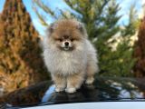 8 Aylik Di̇şi̇ Pomeri̇an Boo Aşilari Tam