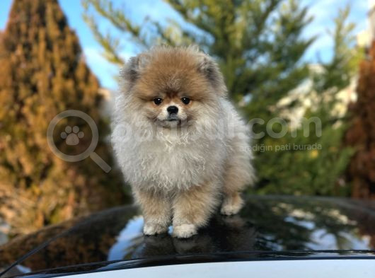 8 Aylik Di̇şi̇ Pomeri̇an Boo Aşilari Tam görsel