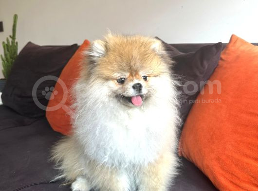 8 Aylik Di̇şi̇ Pomeri̇an Boo Aşilari Tam görsel