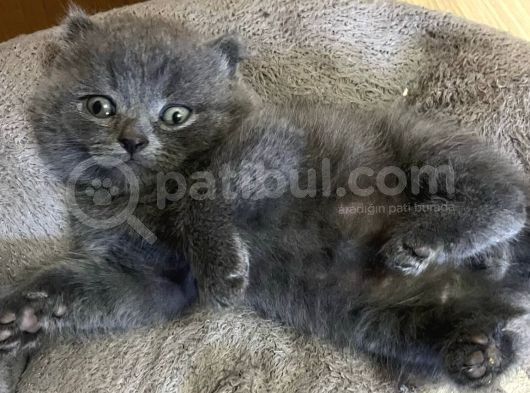 Uyguna Bri̇ti̇sh Erkek Şebek Bebekler görsel
