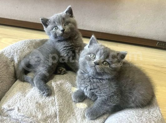 Uyguna Bri̇ti̇sh Erkek Şebek Bebekler görsel