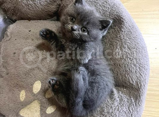 Uyguna Bri̇ti̇sh Erkek Şebek Bebekler görsel